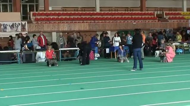 21 09 14 Пенза ЧРКФ цвергшнауцеры пс сравнение на ЛПП смотреть онлайн