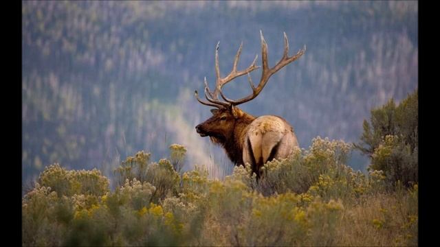 Супервулкан Йеллоустон послал устрашающий сигнал. Тысячи животных уже покинули опасное место. смотреть онлайн