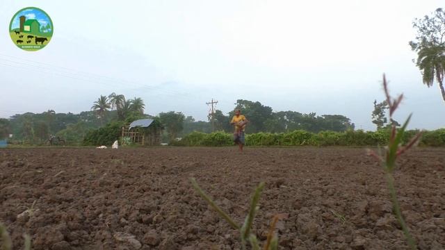 Cabbage Farming - Cabbage Farm Business Ideas with Low Investment and High Profit - Growing Cabbage смотреть онлайн