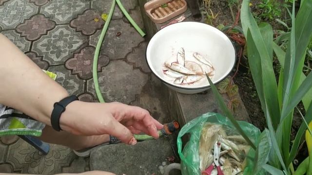 разделываем барабульку жарим веуснятину смотреть онлайн