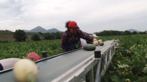 В Предгорном районе аграрии начали сбор урожая кабачков