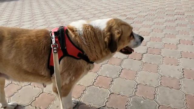 Я со своей собакой тобетом Казахским волкодавам в парке рядом с мечетью смотреть онлайн