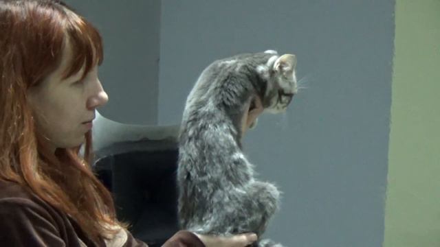 Выставка кошек и котят.Выставка кошек-2020 в Минске смотреть онлайн