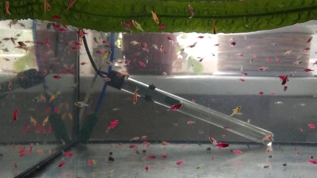 Красная тернеция глофиш Glofish