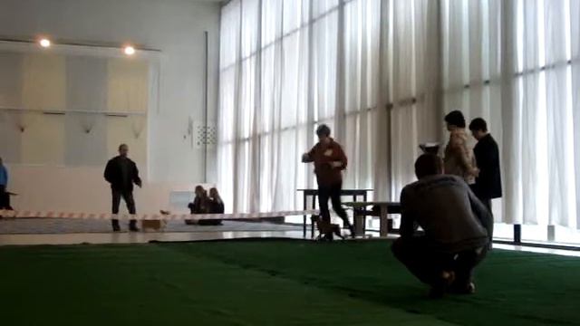 CACIB 21.11.09г. в Саратове - Ринг цвергпинчеров.MPG смотреть онлайн