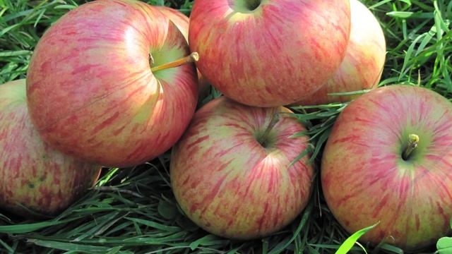 Сорт яблони Медуница