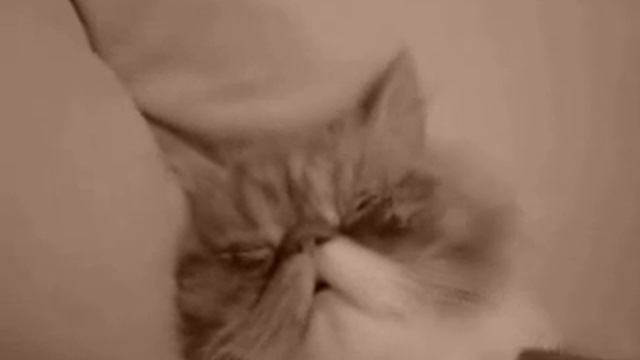 Смешной спящий кот смотреть онлайн