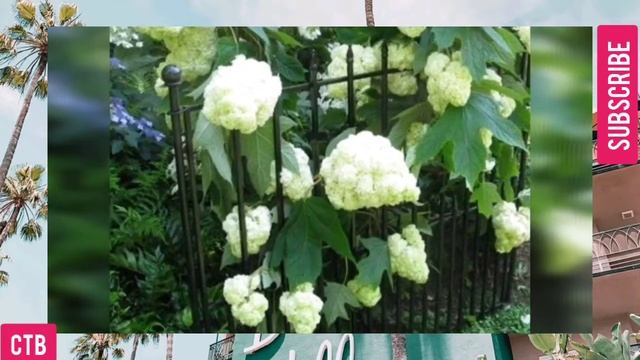 Beautiful hydrangea flower | Hydrangea landscaping | Hydrangea flower hedges | Perennial flowers смотреть онлайн