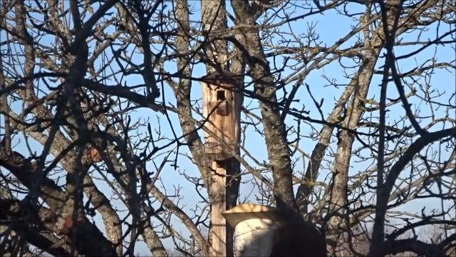 Моя жизнь в ДЕРЕВНЕ. РЕГИОН 60 . СКВОРЦЫ . смотреть онлайн