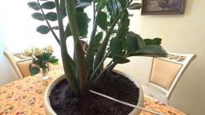 ЗАМИОКУЛЬКАС. УСЛОВИЯ ДЛЯ БЫСТРОГО РОСТА ЗАМИОКУЛЬКАСА