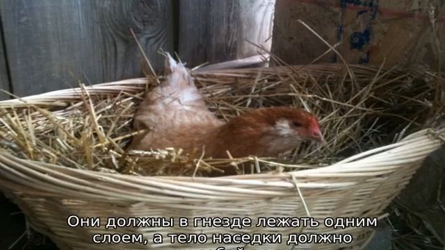 Как посадить курицу на яйца