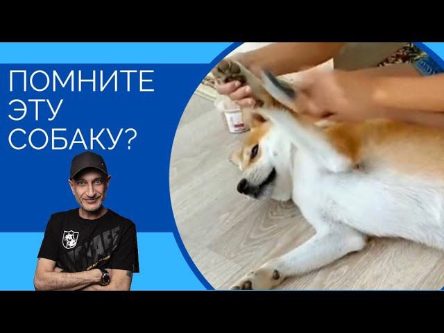 Друзья, помните эту собаку ??? смотреть онлайн