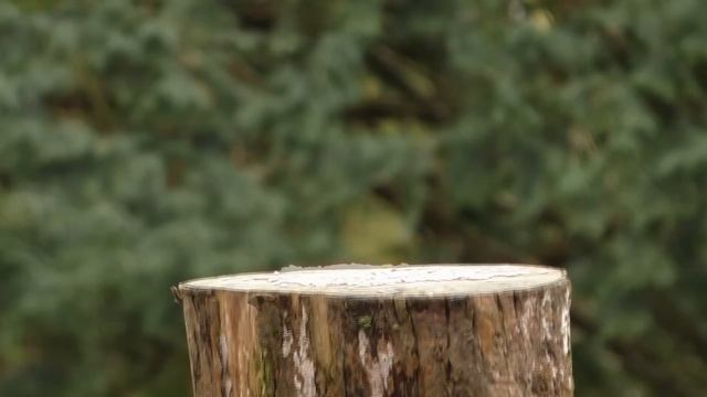 Videos for Cats and Dogs : 8 Hours of Birds and Squirrel Fun ✅ смотреть онлайн