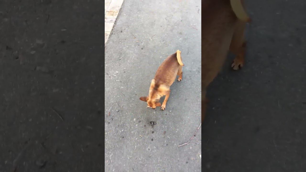 Красивые виды и красивый Риччи) #гуляюссобакой #собака #dog смотреть онлайн