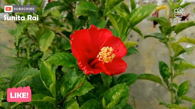 Beautiful hibiscus flower is blooming 🌺🌺 смотреть онлайн