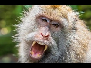 Массовая драка обезьян парализовала улицы города в Таиланде