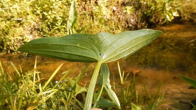 Стрелолист обыкновенный Sagittaria sagittifolia смотреть онлайн