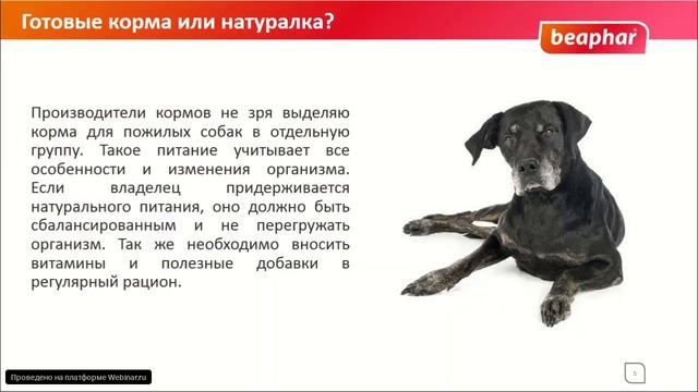 Пожилая собака смотреть онлайн