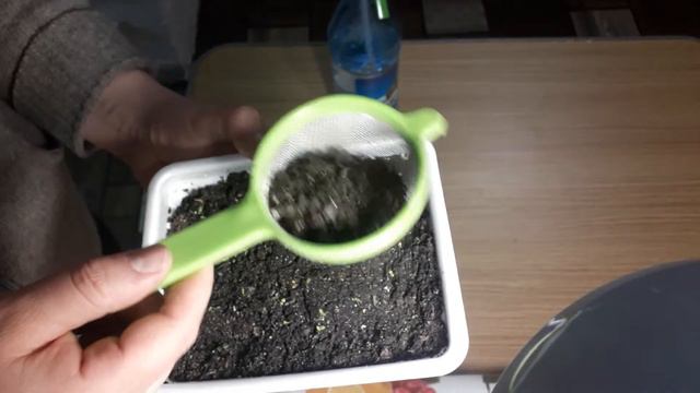 Что делать когда  взошла петуния