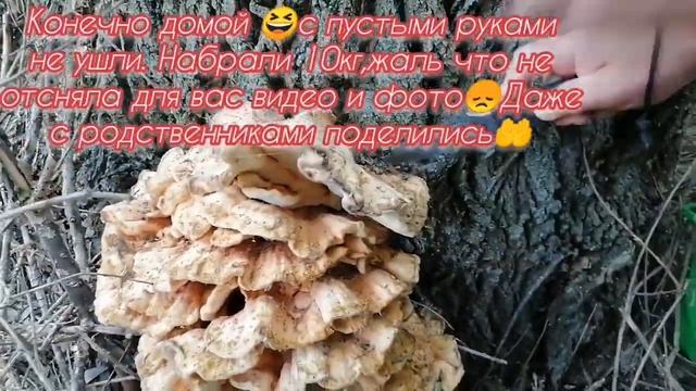 Огоо!! Такое впервые!! ?Нашли 10 кг #трутовика серно-желтого на старых вербах смотреть онлайн
