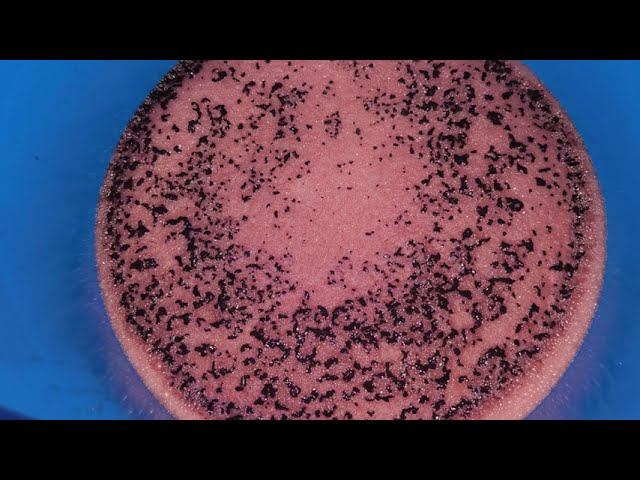 Киршвассер  на аппарате Domspirt 2