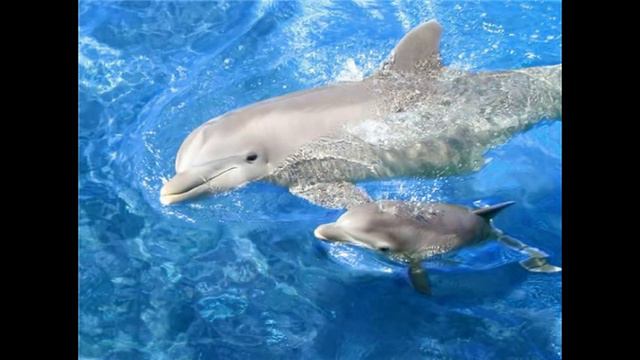 Дельфинёнок Шан-хай смотреть онлайн