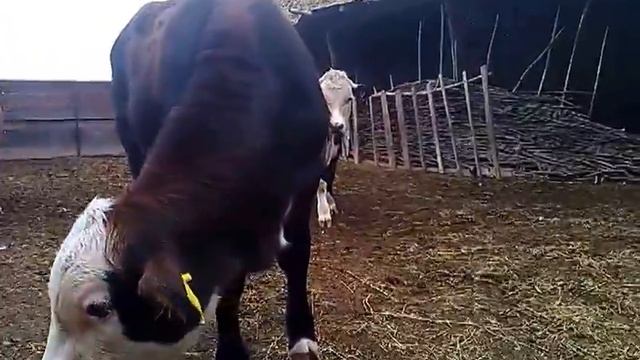 *Глупые телята*2014