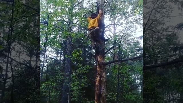 Хорёк в лесу заблудился ищет себе добычу смотреть онлайн