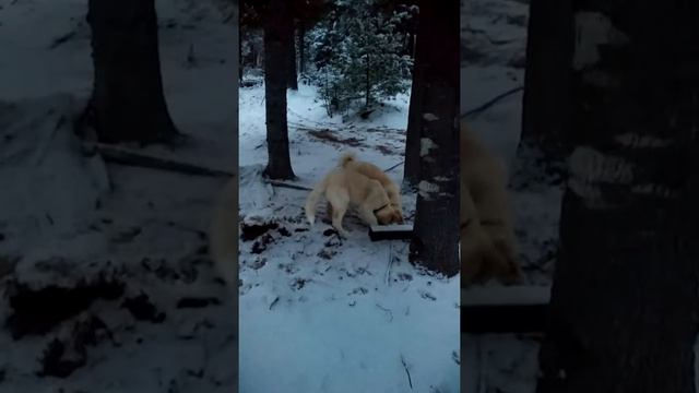 our Akita boys winter 2016 смотреть онлайн