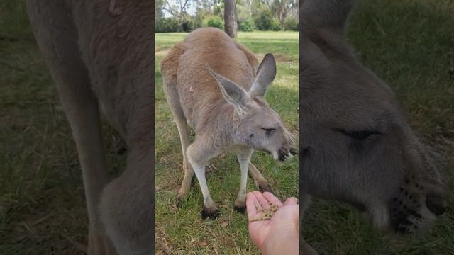 Feeding Western Grey Kangaroos in the Best Zoo in Australia смотреть онлайн