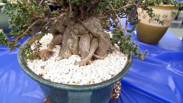 San Diego Cactus & Succulent Society Summer Show 2019 Pt. 3/6