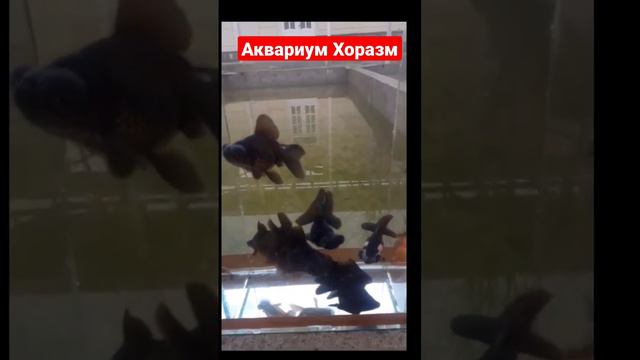 telescope fish 👍👍👍 смотреть онлайн