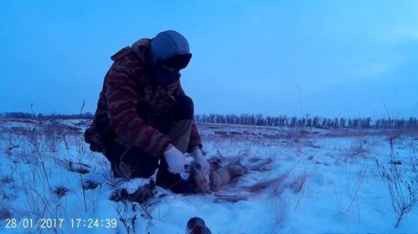 Ошкуривание лисы в полевых условиях.(Sanding foxes in the field)