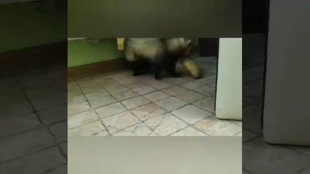 Игра в картошку смотреть онлайн