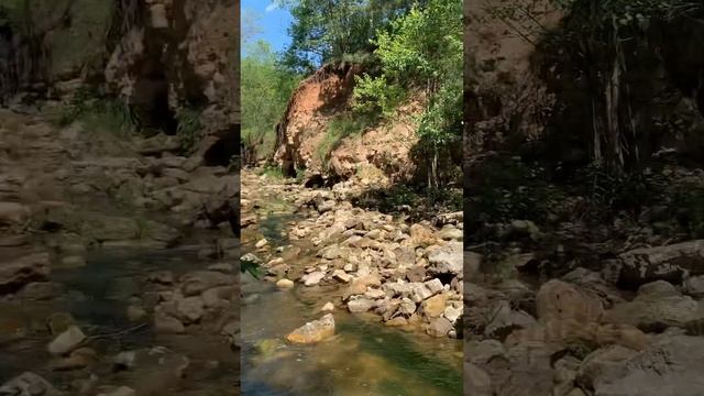 Вот так заканчивается жизнь дуба смотреть онлайн