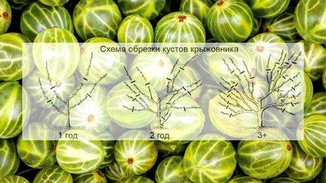 Cеверный виноград - крыжовник смотреть онлайн