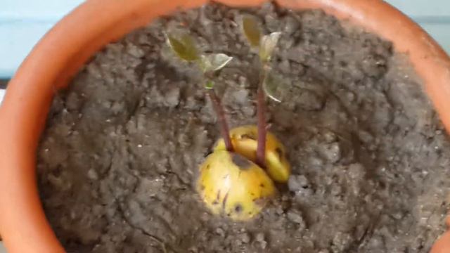 Как развивается Авокадо смотреть онлайн