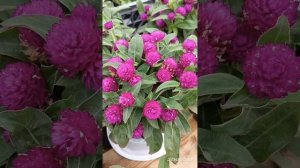 Гомфрена шаровидная