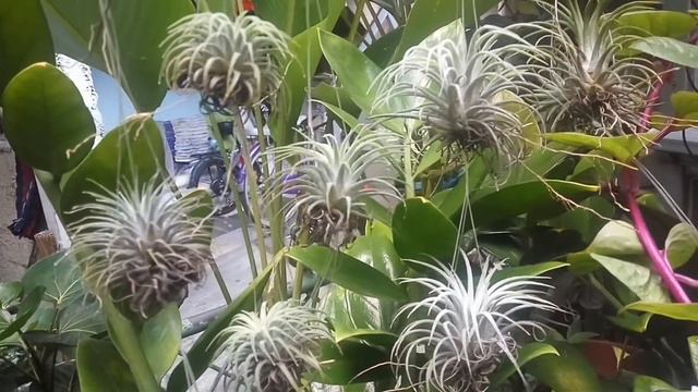 JENIS TILANDSIA смотреть онлайн