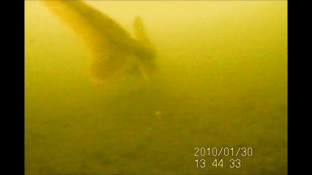 Наблюдение за рыбой под водой!!! Клев осетра!!! Рыбалка в Подмосковье!!! смотреть онлайн