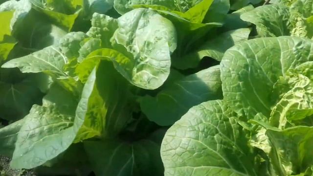 Пекинская капуста. Как сажать. смотреть онлайн