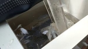 УТКИ: Нестандартный Забой// Быстрый ощип в перощипалке и Потрошение