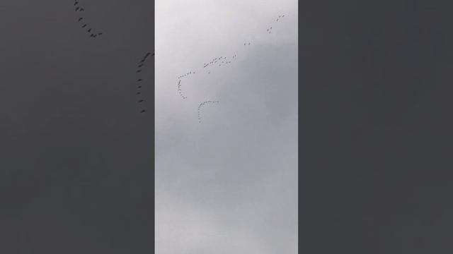 Весна! Гуси прилетели! смотреть онлайн