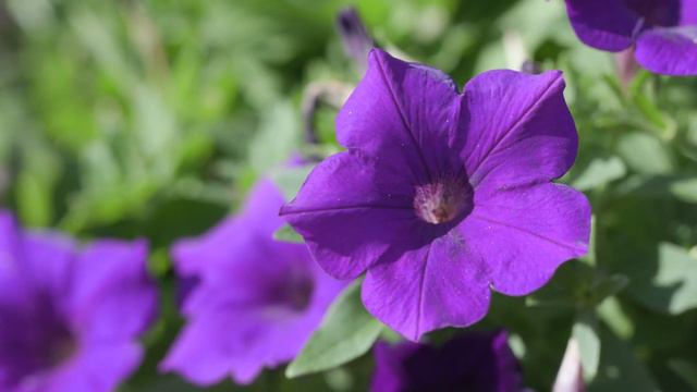 Supertunia Baskets смотреть онлайн