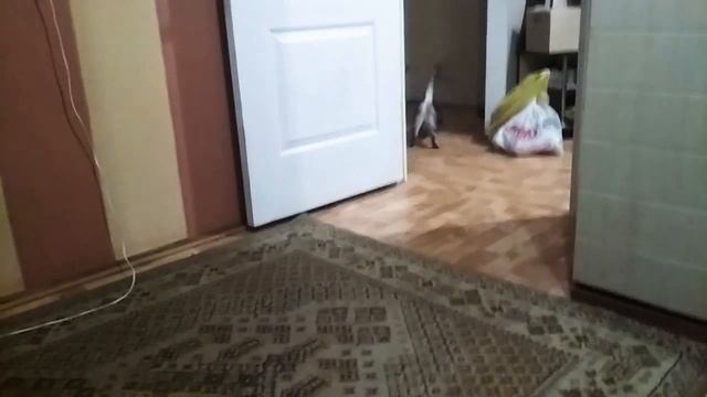 Котопес смотреть онлайн