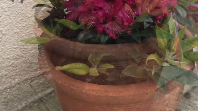 Backyard Rhododendron Blooming Time Lapse ! смотреть онлайн