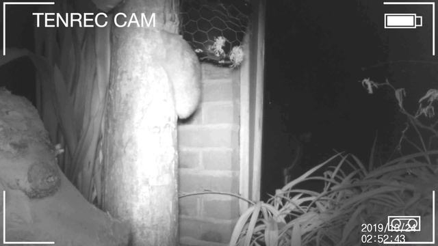 Tenrecs Climbing Plant Pot | Howletts Wild Animal Park смотреть онлайн