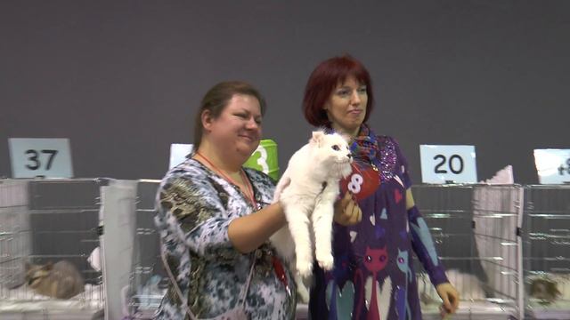 Выставка кошек в Иваново 22 февраля 2016 г. смотреть онлайн