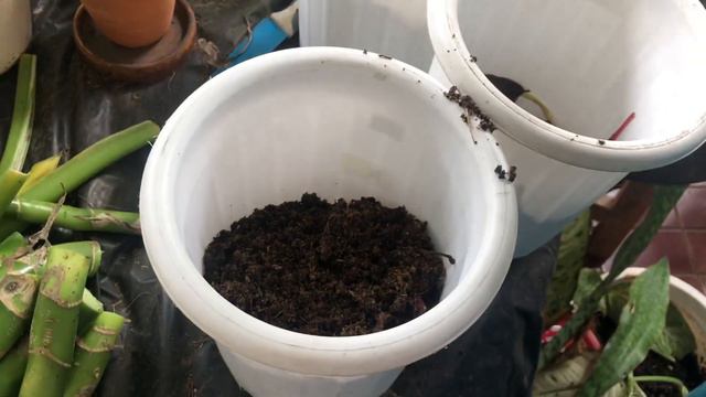 Dieffenbanchia amaryllis/daun bahagia perbanyakan mudah dengan cacah batang смотреть онлайн