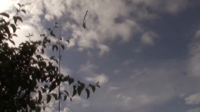 Отпугиватель дроздов в виде хищной птицы. смотреть онлайн